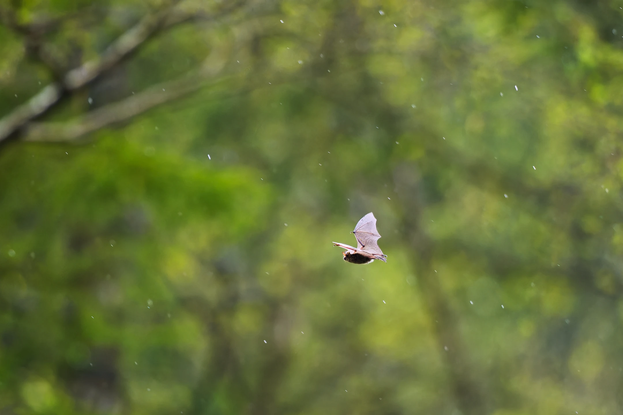 Photo : Chauve-souris survolant le Lac de Lispach au printemps, Vosges.