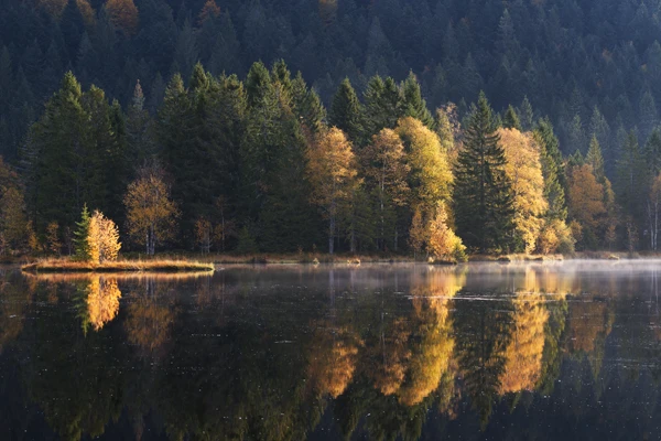Photo : Arbres du Lac de Lispach s'illuminant comme de lampions à l'automne, Vosges.