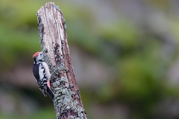 Photo : Pic mar (Dendrocopos medius) au Saichy, à l'automne, Vosges.