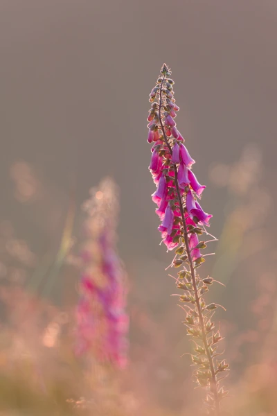 Photo : Digitale pourpre (Digitalis purpurea) en été, dans une douce lumière, Vosges.