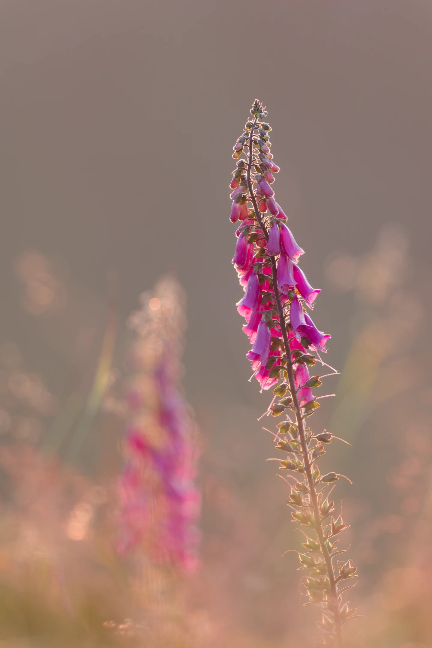 Photo : Digitale pourpre (Digitalis purpurea) en été, dans une douce lumière, Vosges.
