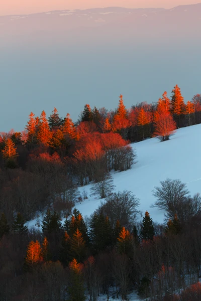 Photo : Lumière du soir sur le massif du Markstein en hiver, Vosges.