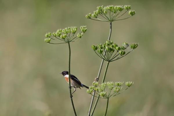 Photo : Tarier pâtre (Saxicola rubicola) sur une fleur de carotte au printemps, Vosges.