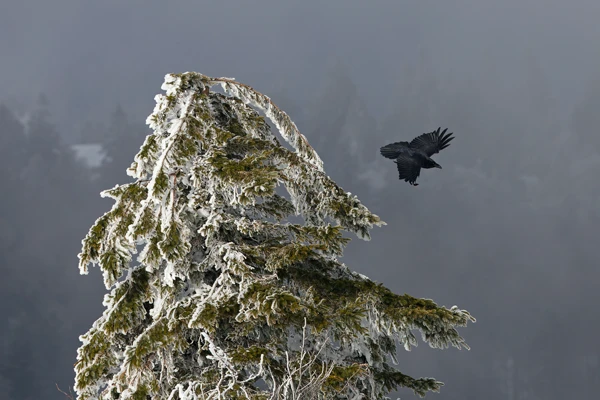Photo : Envol de grand corbeau (Corvus corax) depuis la cime d'un épicéa enneigé, Vosges.