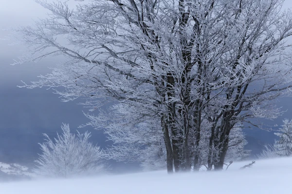 Photo : Bourrasque sur la Réserve naturelle du Frankenthal-Missheimle en hiver, Vosges.