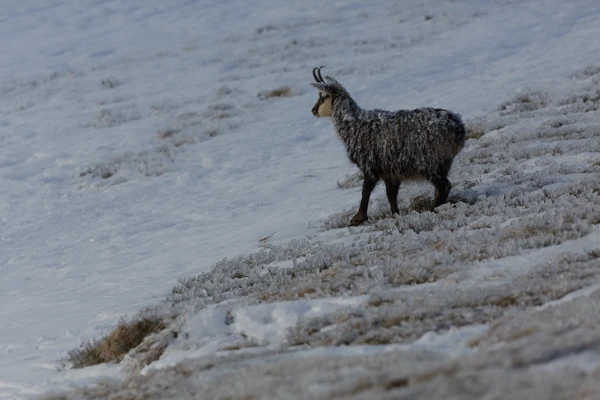 Photo : Chamois (Rupicapra rupicapra) recouvert de givre en hiver à l'aube sur les sommets gelés, Vosges.