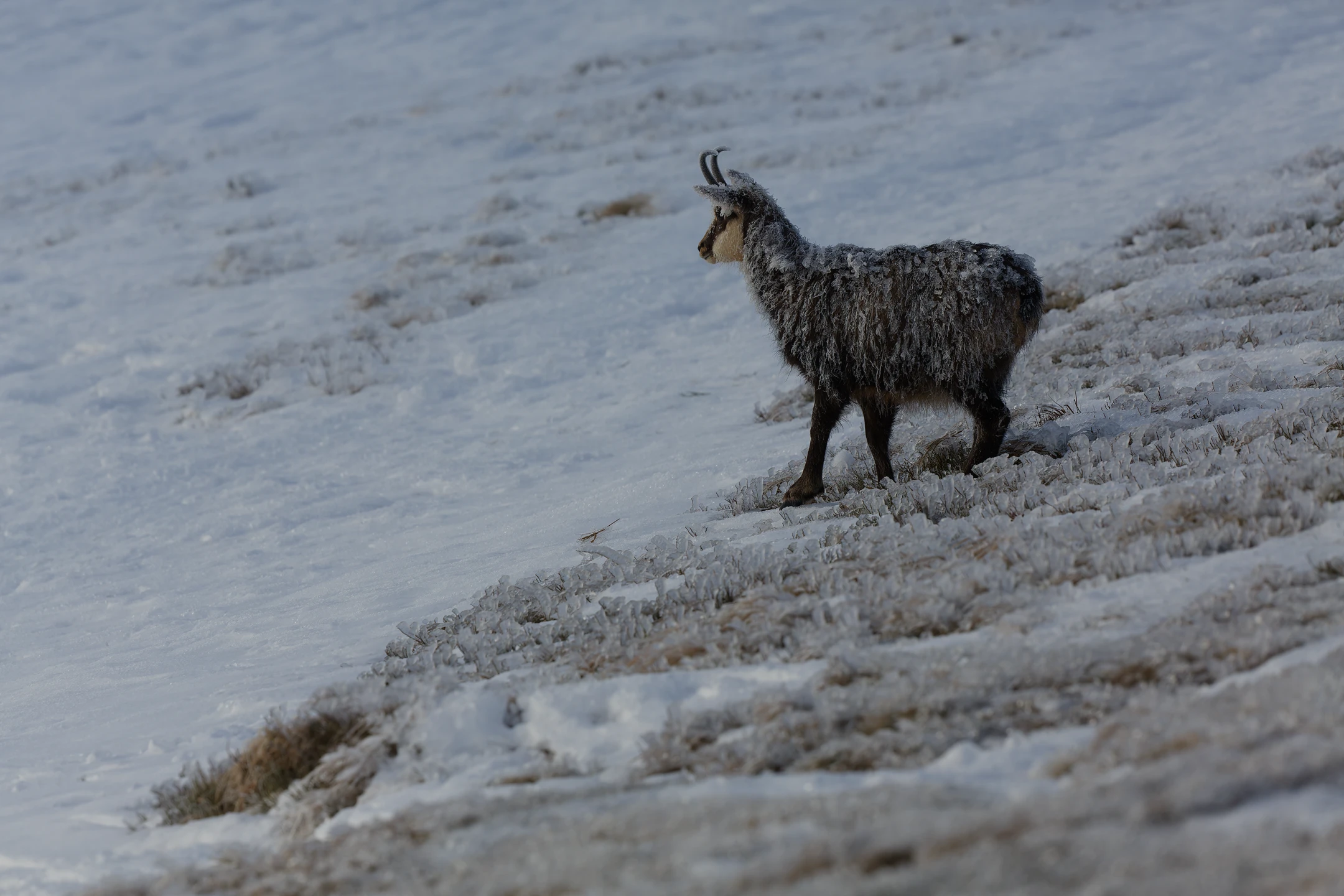 Photo : Chamois (Rupicapra rupicapra) recouvert de givre en hiver à l'aube sur les sommets gelés, Vosges.
