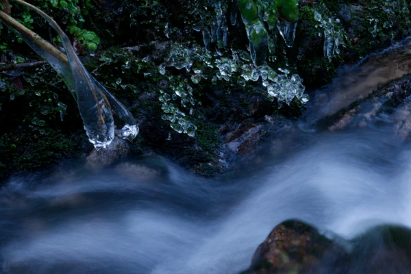 Photo : Bouchot et ses perles végétales gelées en hiver, Vosges.