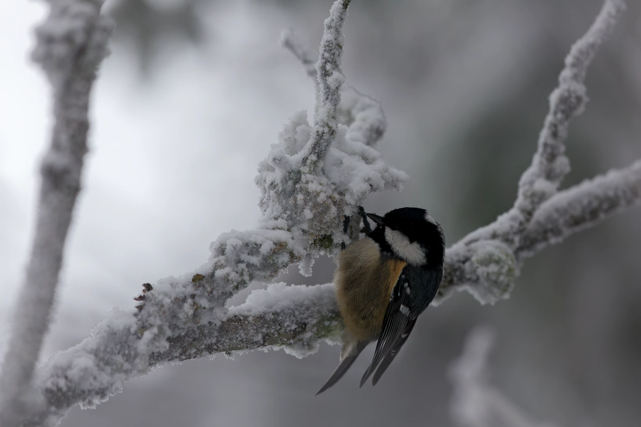 Photo : Mésange noire (Periparus ater) fouillant un hêtre enneigé en hiver, Vosges.