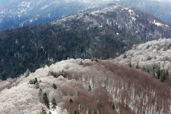 Photo : Forêt dénudée enneigée vue depuis le Ballon d'Alsace en hiver, Vosges.