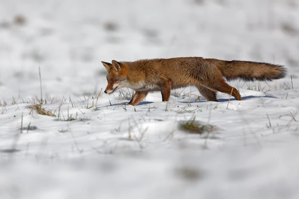Photo : Renard roux (Vulpes vulpes) au mulotage en hiver, Vosges.
