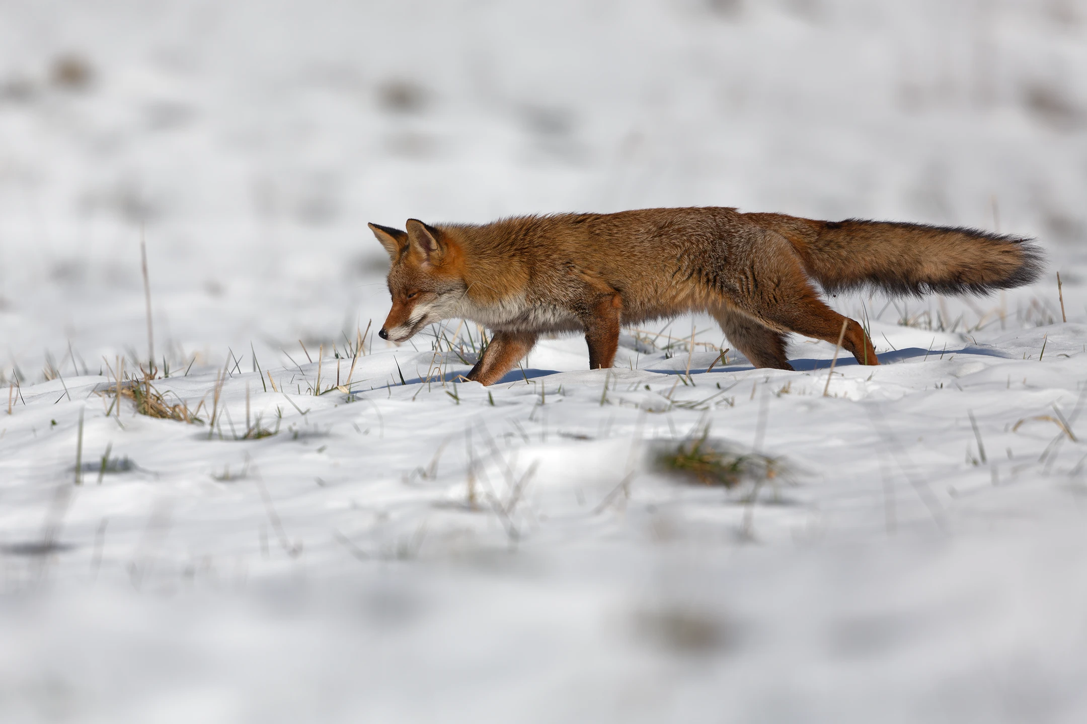 Photo : Renard roux (Vulpes vulpes) au mulotage en hiver, Vosges.