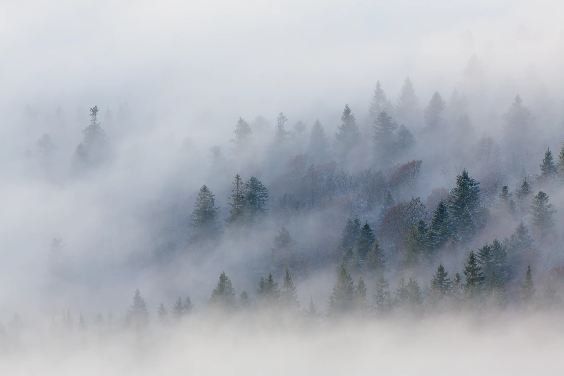 Photo : Épaisse brume hivernale envoloppant la forêt de montagne, vue depuis le Kastelberg, Vosges.