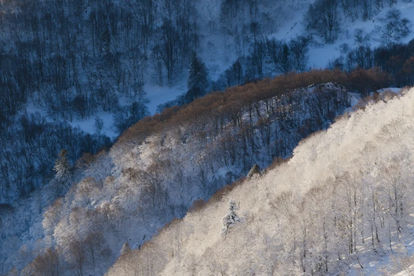 Photo : Forêt enneigée du Kastelberg en hiver, Vosges.