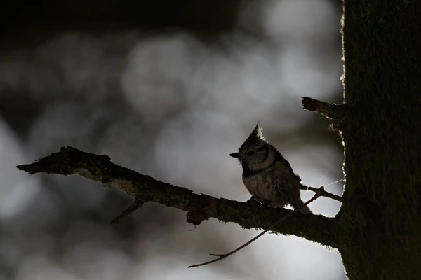 Photo : Mésange huppée (Lophophanes cristatus) au bois en contre-jour, Vosges.