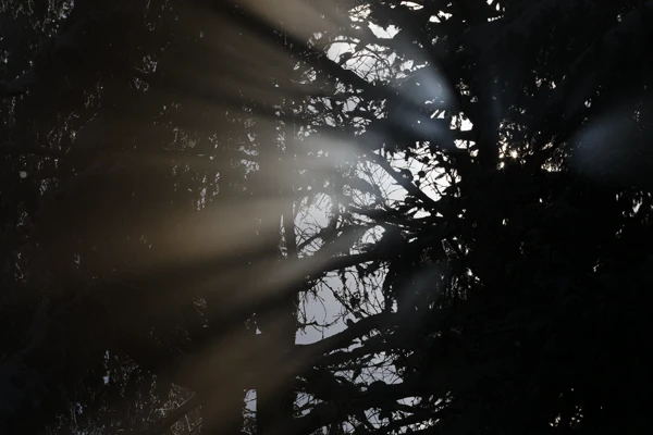 Photo : Lumière filtrant entre les arbres en forêt, Vosges.