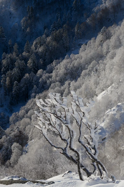 Photo : Portrait d'arbre givré en hiver sur les hauteurs du Kastelberg, Vosges.