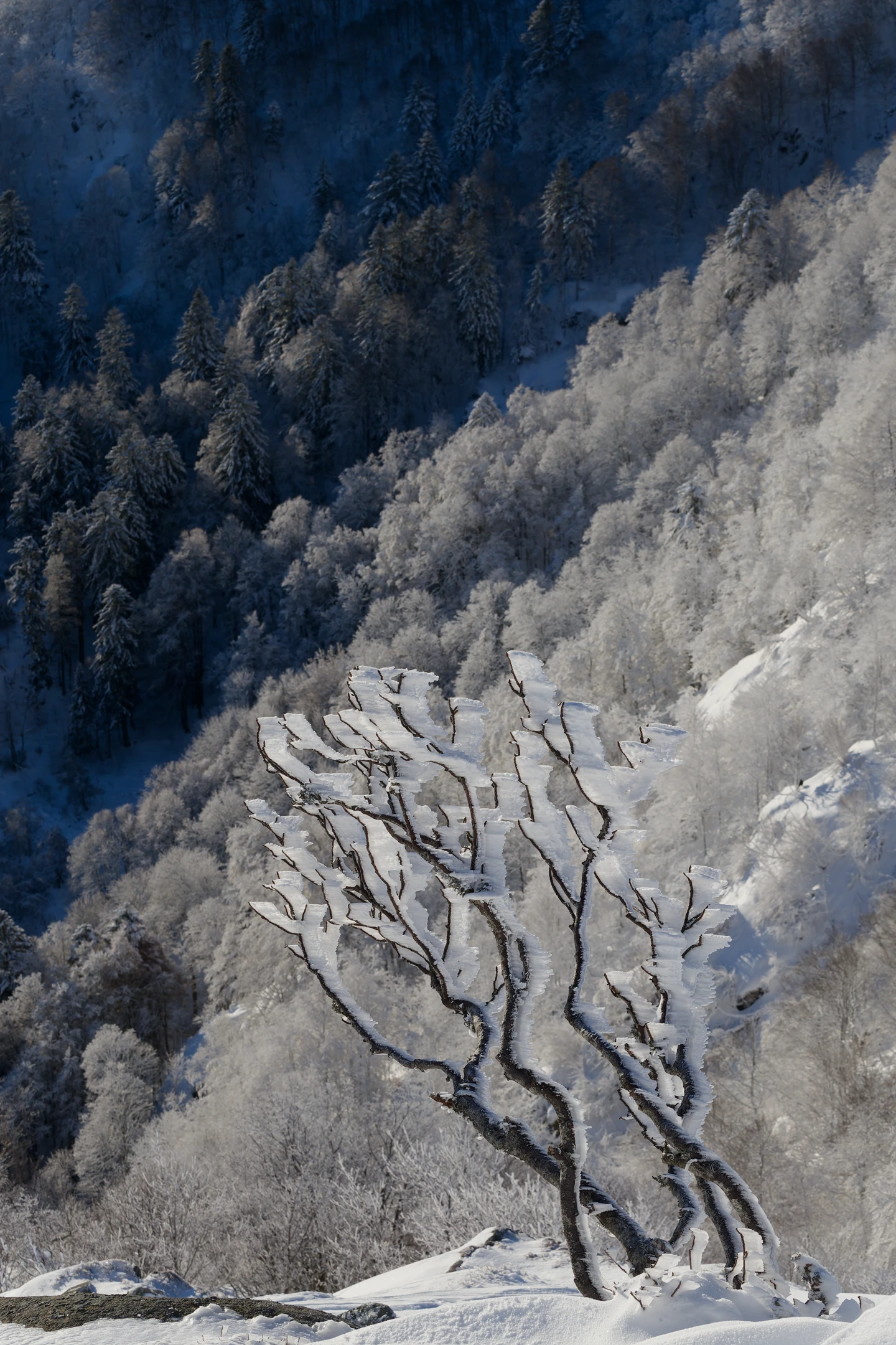 Photo : Portrait d'arbre givré en hiver sur les hauteurs du Kastelberg, Vosges.