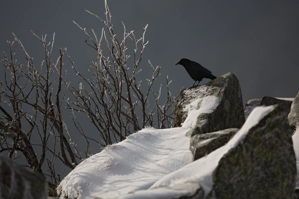 Photo : Corneille noire (Corvus corone) au sommet des Spitzkoepfe en hiver, Vosges.