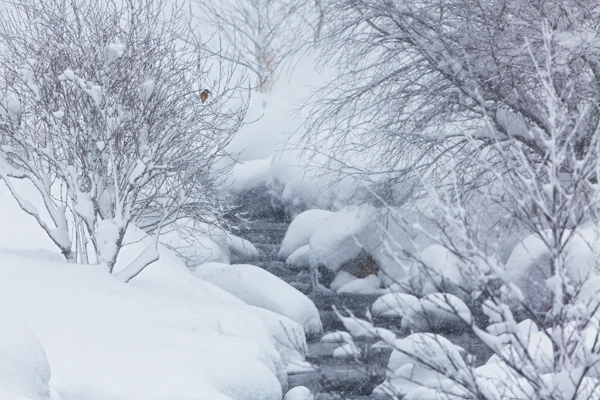 Photo : Martin-pêcheur d'Europe (Alcedo atthis) à l'affût, en bordure de Moselotte enneigée, Vosges.