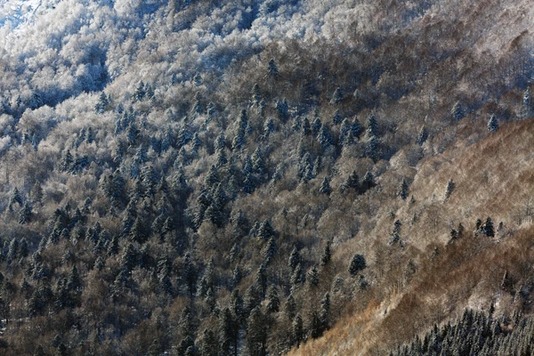 Photo : Vue sur la forêt mixte depuis les hauteurs du Kastelberg en hiver, Vosges.
