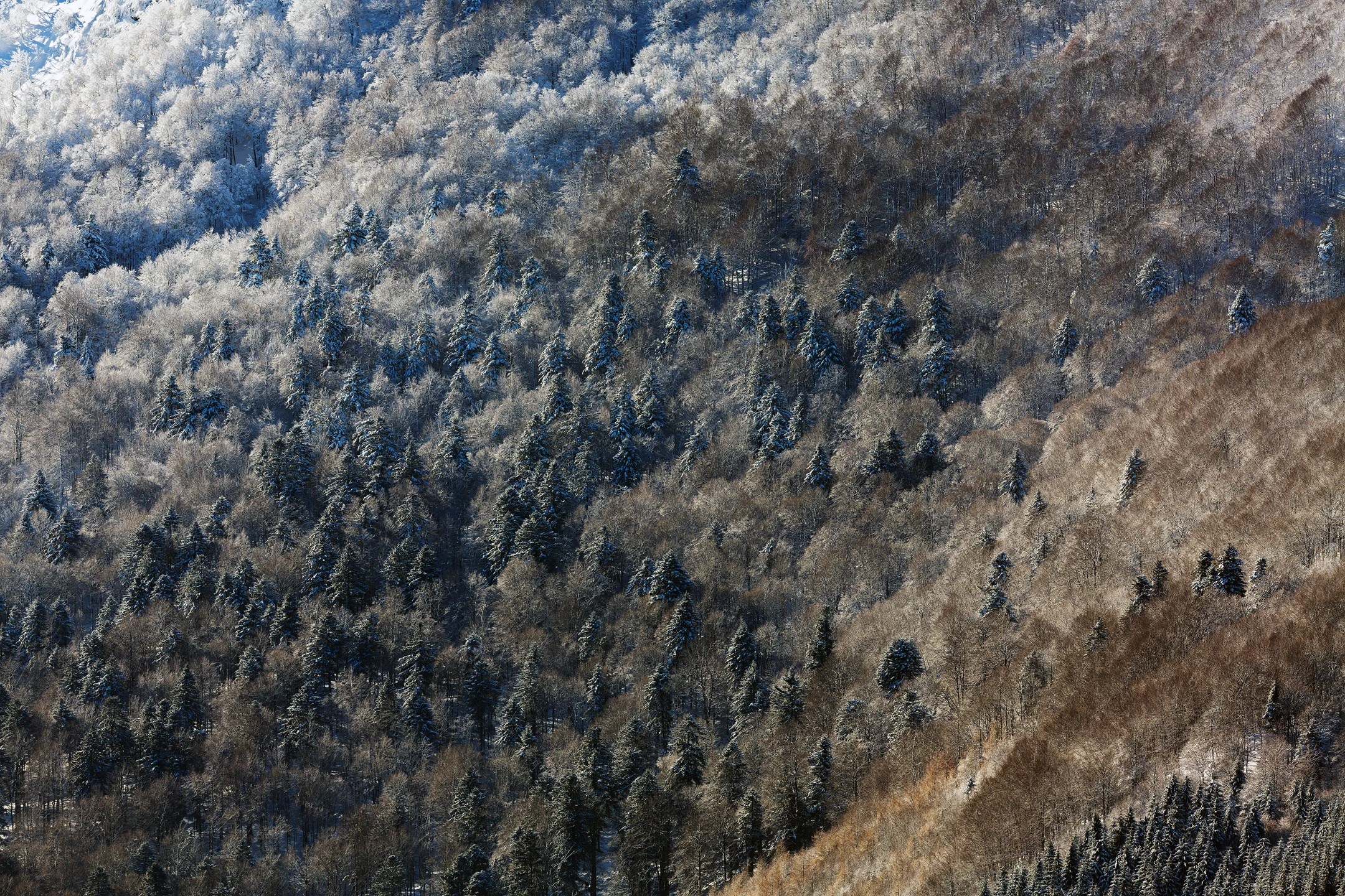 Photo : Vue sur la forêt mixte depuis les hauteurs du Kastelberg en hiver, Vosges.