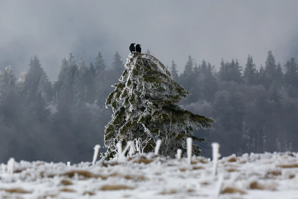 Photo : Couple de Grands corbeaux (Corvus corax) perchés sur un sapin sur le Kastelberg en hiver, Vosges.