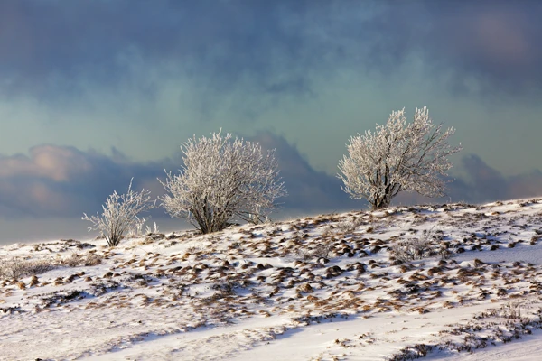 Photo : Arbres givrés du Kastelberg dans la lumière du soir, Vosges.