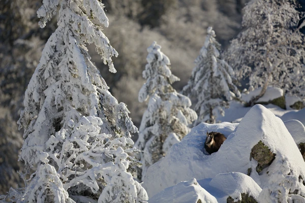 Photo : Chamois (Rupicapra rupicapra) lové dans le neige sur son promontoire de la réserve naturelle du Frankenthal-Missheimle en hiver, Vosges.