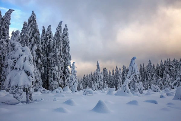 Photo : Rouge Feigne sous un épais manteau de neige en hiver, Vosges.