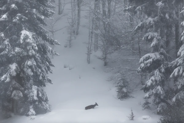 Photo : Cerf élaphe (Cervus elaphus) se frayant un chemin dans la poudreuse en hiver, Vosges.