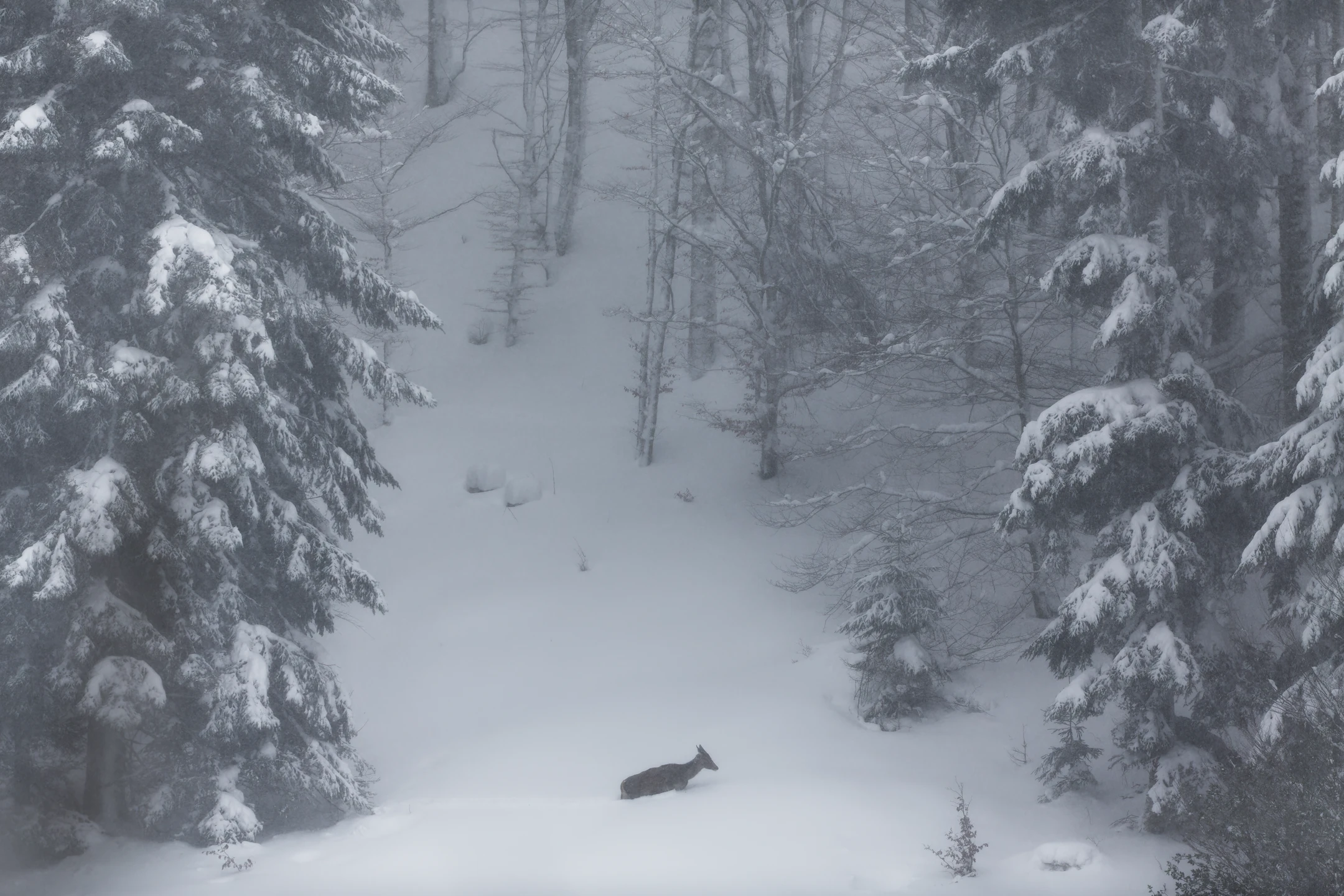 Photo : Cerf élaphe (Cervus elaphus) se frayant un chemin dans la poudreuse en hiver, Vosges.