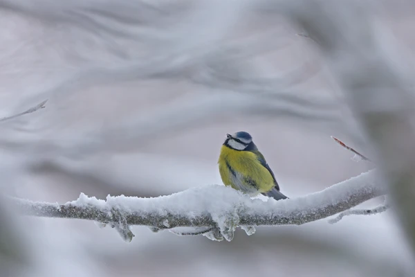 Photo : Mésange bleue (Cyanistes caeruleus), Vosges.