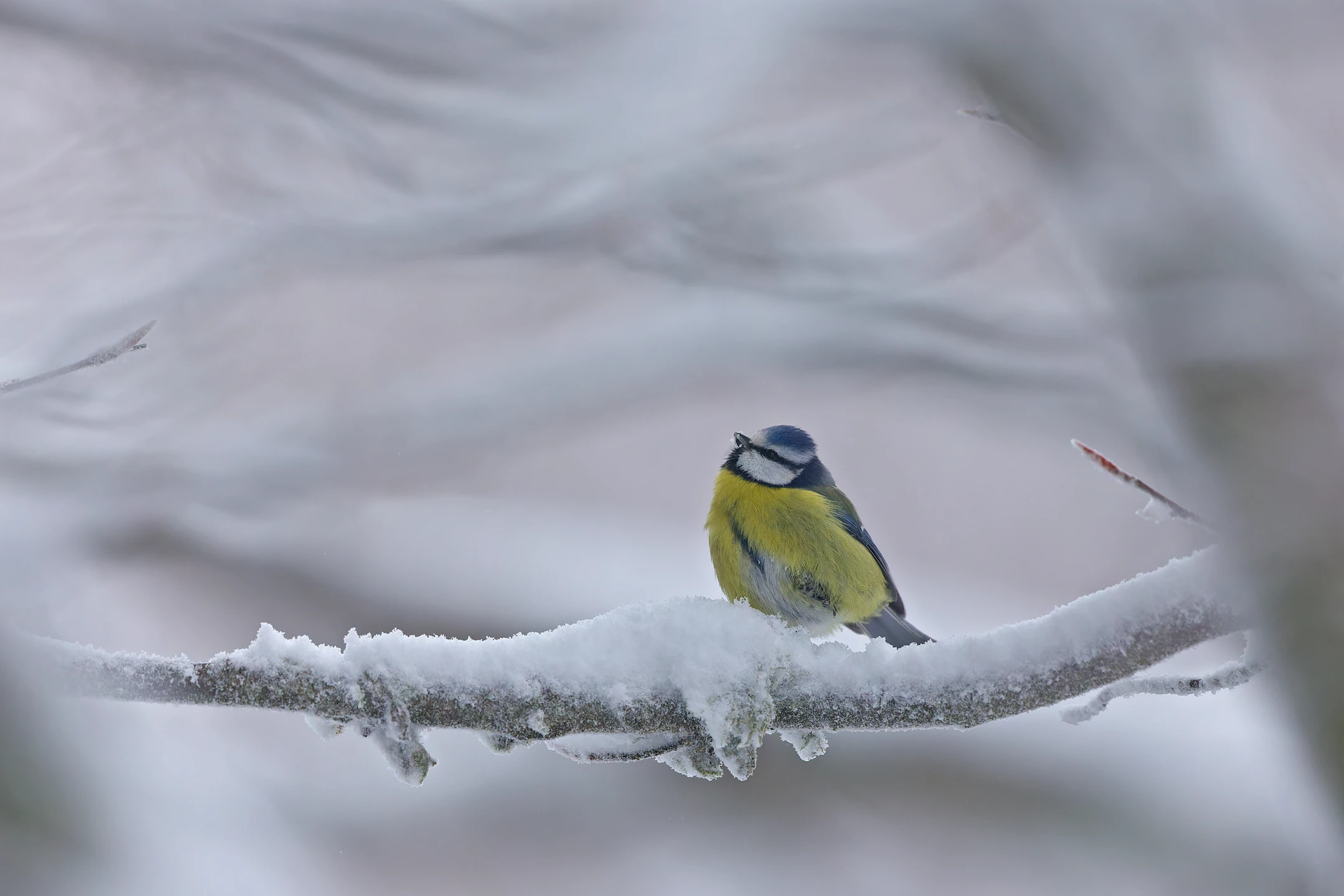 Photo : Mésange bleue (Cyanistes caeruleus), Vosges.