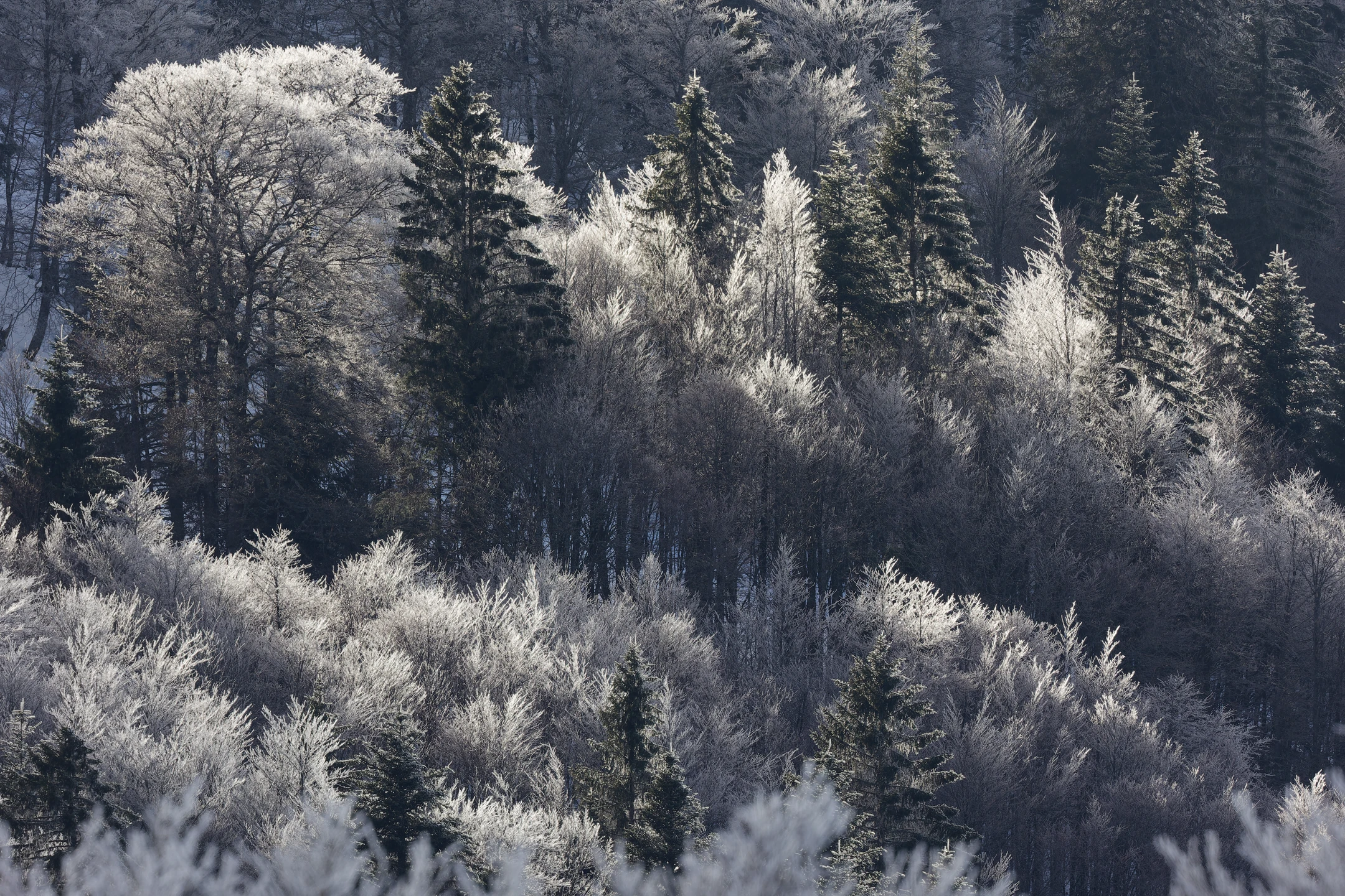 Photo : Forêt givrée du Kastelberg en hiver, Vosges.