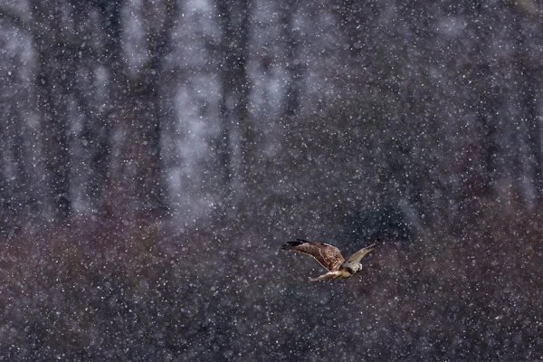 Photo : Buse variable (Buteo buteo) sous une pluie de neige, Vosges.