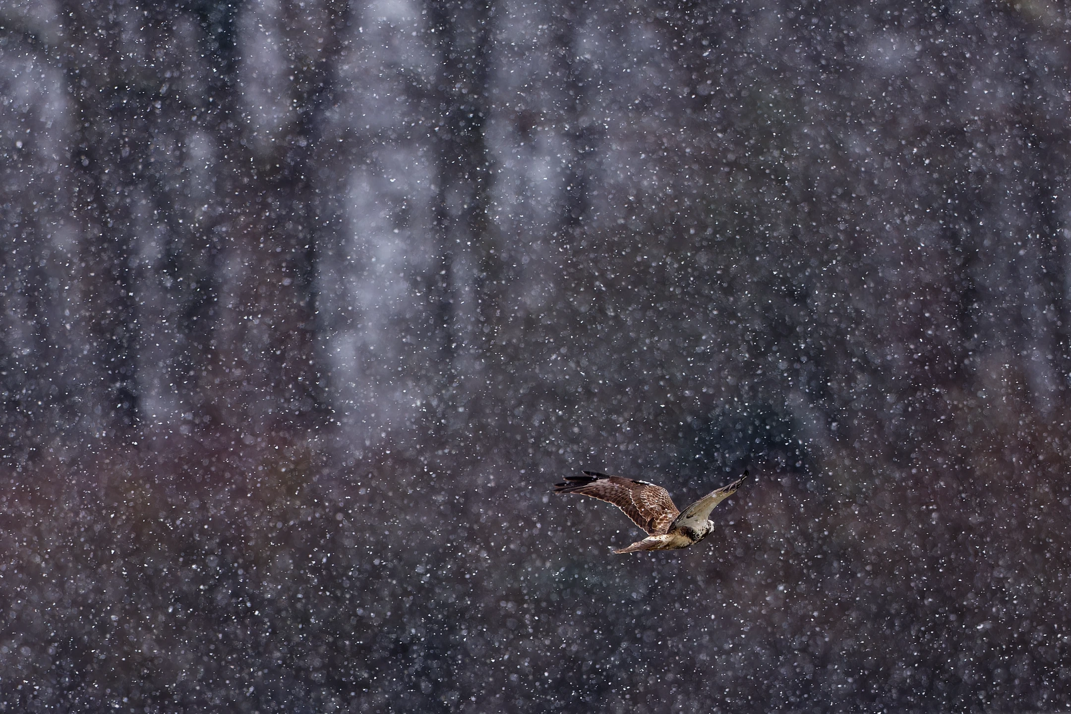 Photo : Buse variable (Buteo buteo) sous une pluie de neige, Vosges.