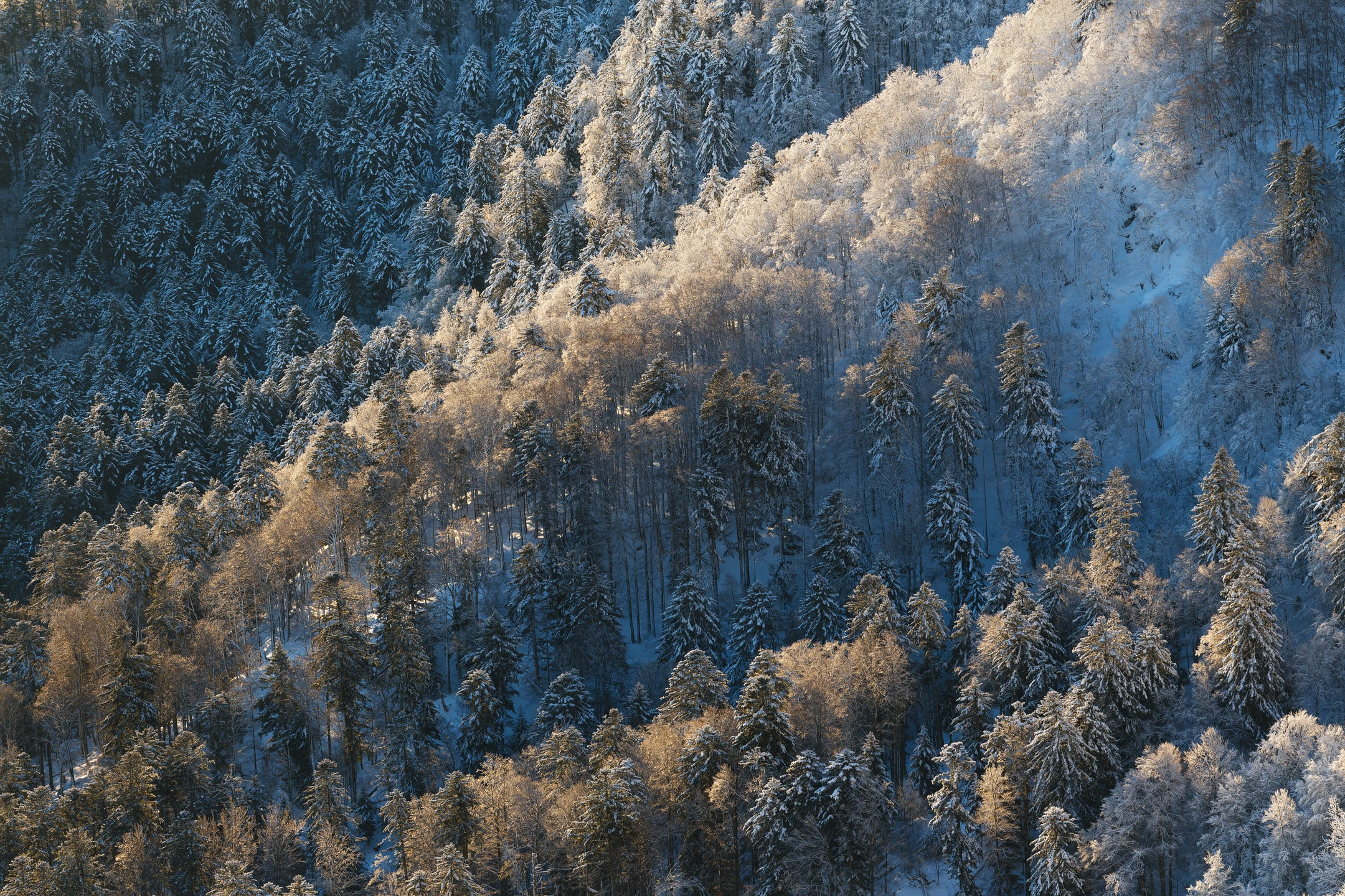 Photo : Pied du Kastelberg saupoudré de neige en hiver, Vosges.