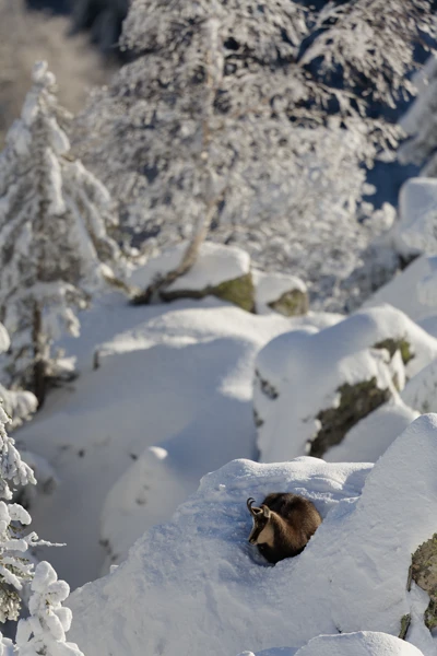Photo : Chamois (Rupicapra rupicapra) lové dans la neige sur son promontoire, Vosges.