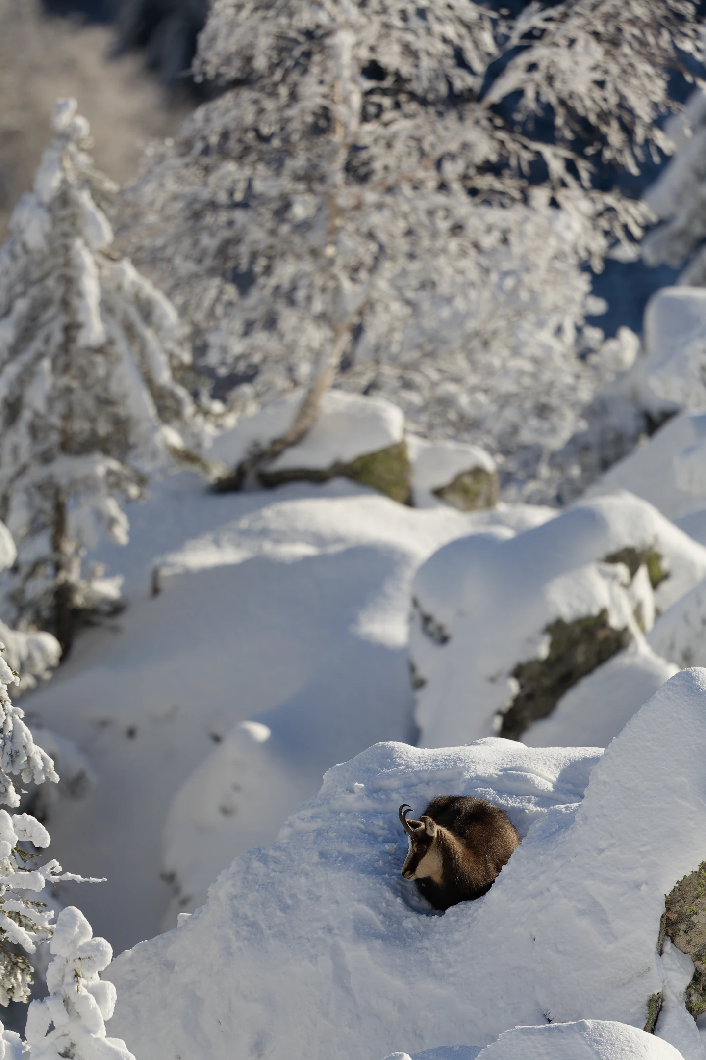 Photo : Chamois (Rupicapra rupicapra) lové dans la neige sur son promontoire, Vosges.