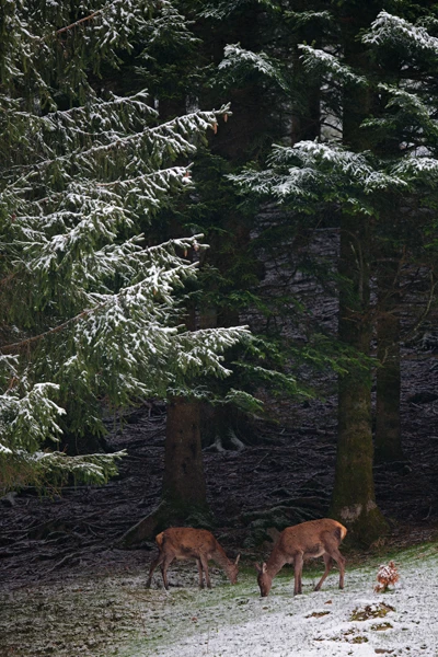Photo : Cerfs élaphes (Cervus elaphus) à l'orée bois en hiver, Vosges.