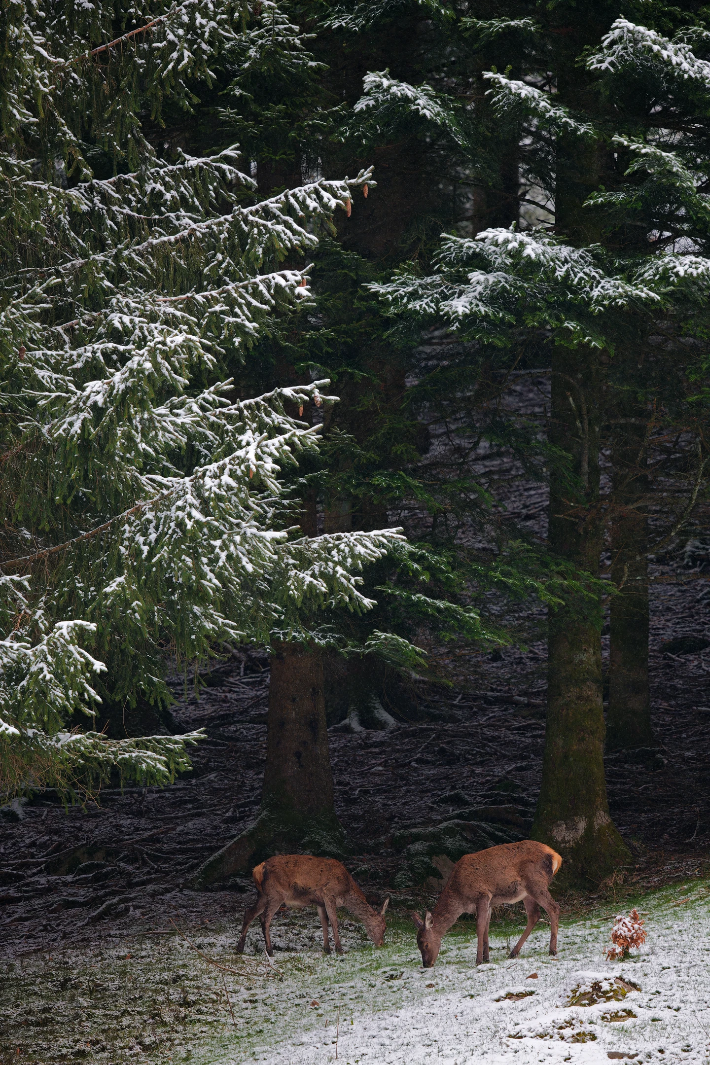 Photo : Cerfs élaphes (Cervus elaphus) à l'orée bois en hiver, Vosges.