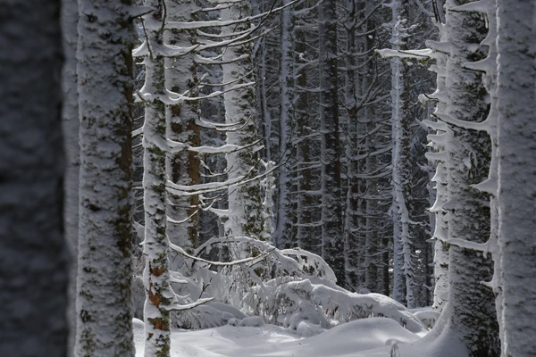 Photo : Forêt de Sérichamp sous la neige en hiver, Vosges.