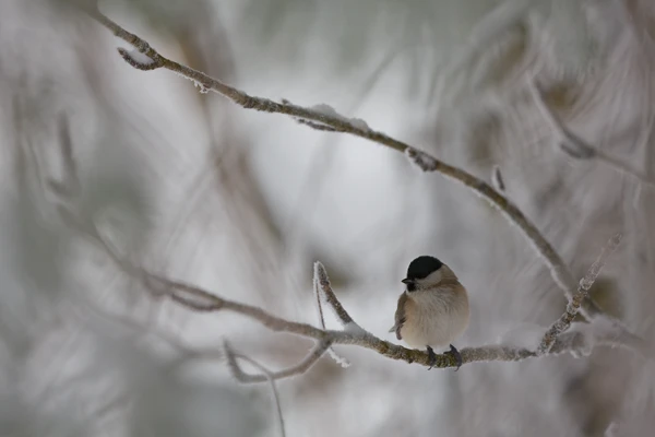 Photo : Mésange nonnette (Poecile palustris) dans sa hêtraie en hiver, Vosges.