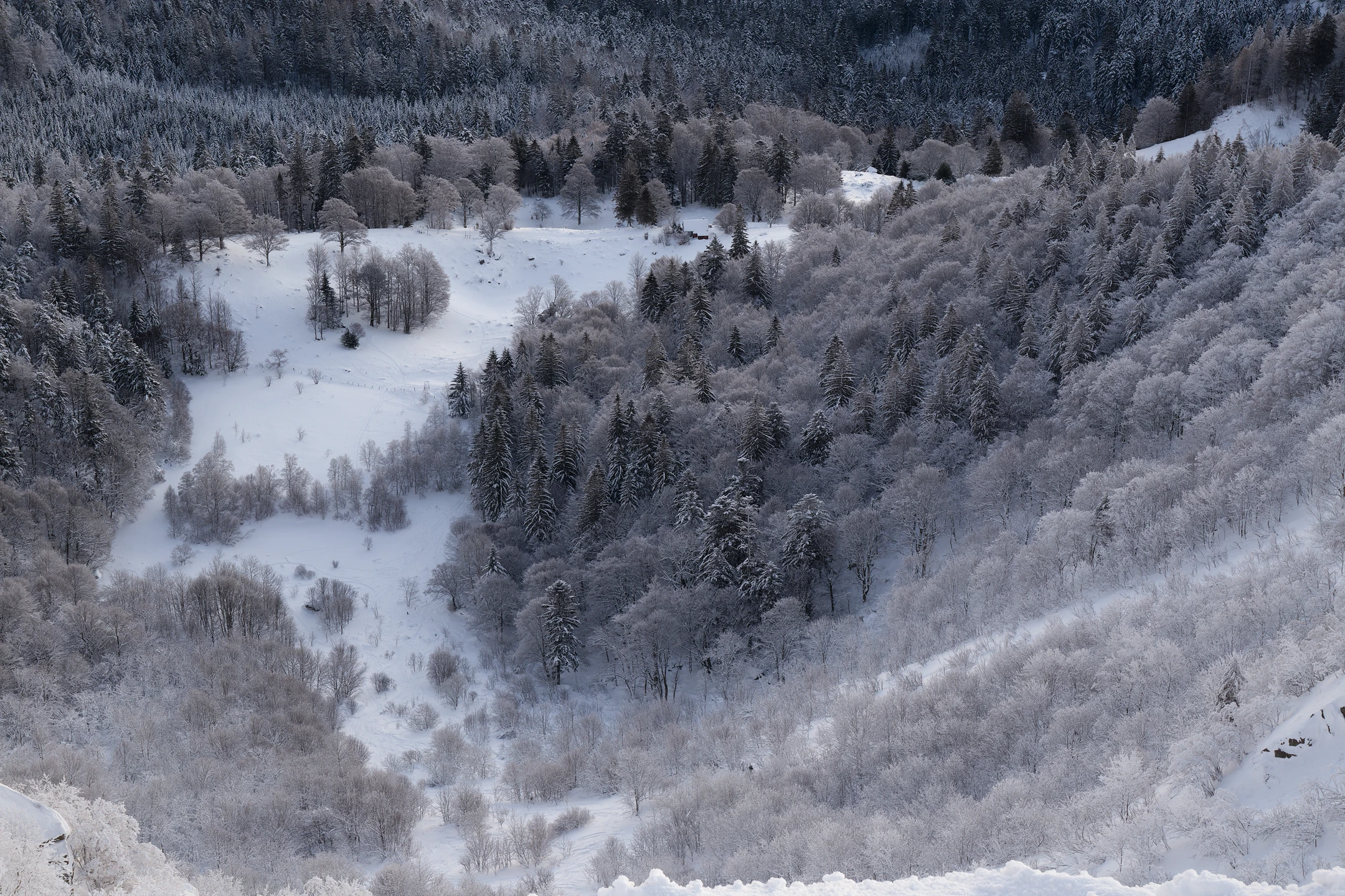 Photo : Réserve Naturelle du Frankenthal en hiver, Vosges.