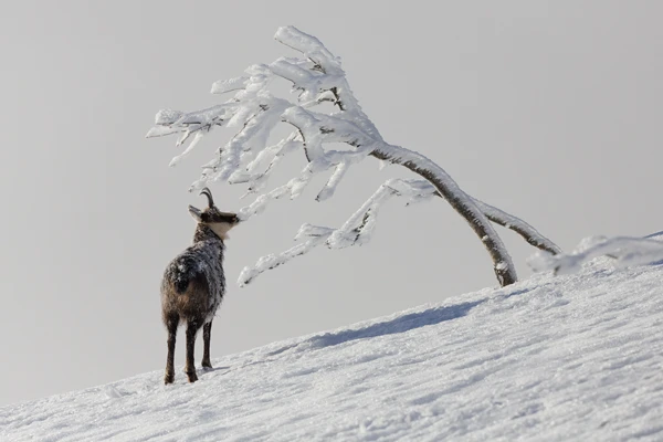 Photo : Chamois (Rupicapra rupicapra) dégustant des brindilles givrées dans la réserve naturelle du Frankenthal-Missheimle, Vosges.