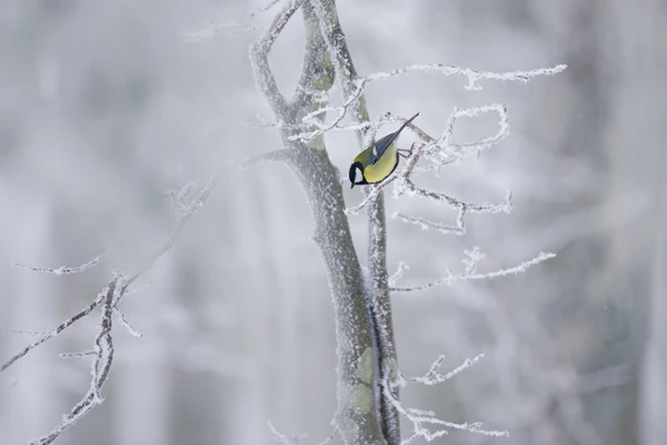 Photo : Mésange charbonnière (Parus major) sautant d'un hêtre enneigé, Vosges.