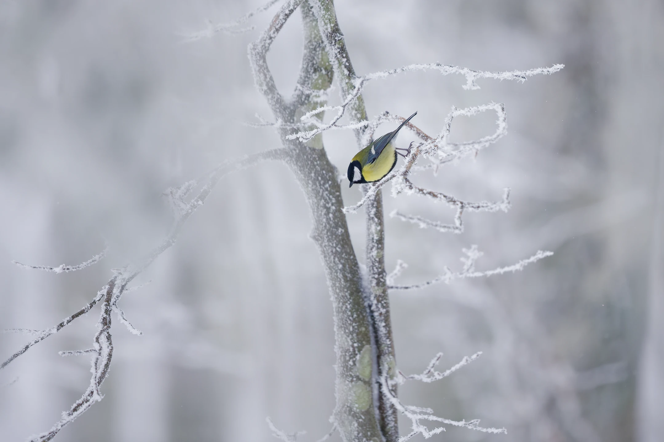 Photo : Mésange charbonnière (Parus major) sautant d'un hêtre enneigé, Vosges.