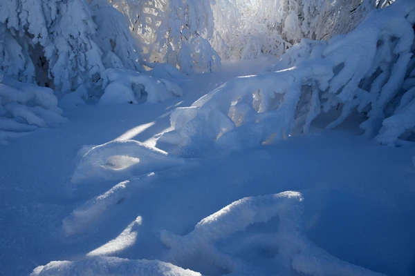 Photo : Neige poudreuse de la réserve Naturelle du Frankenthal-Missheimle en hiver, Vosges.
