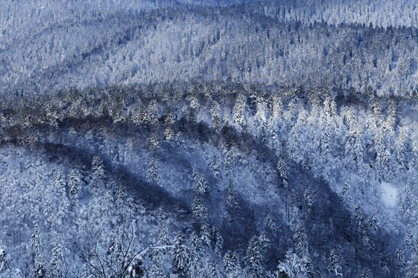 Photo : Forêt épaisse vue depuis les hauteurs du Kastelberg en hiver, Vosges.